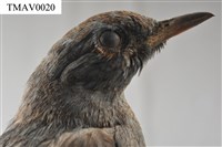 Blue Rock Thrush Collection Image, Figure 12, Total 16 Figures